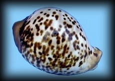 Syphocypraea donmoorei