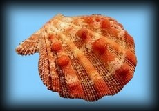 Nodipecten nodosus