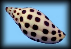 Scaphella butleri