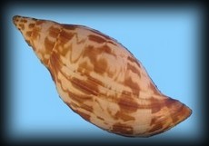 Scaphella contoyensis